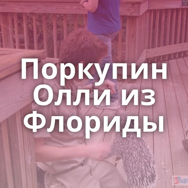 Поркупин Олли из Флориды