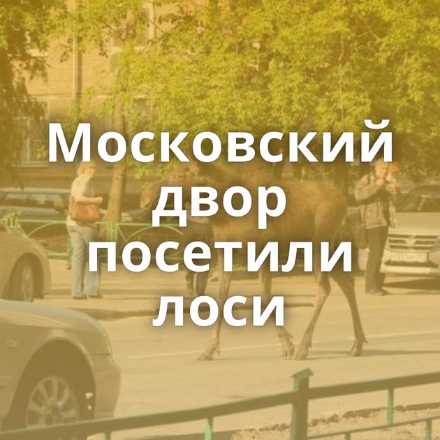 Московский двор посетили лоси