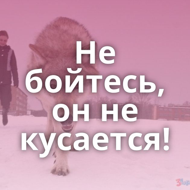 Не бойтесь, он не кусается!