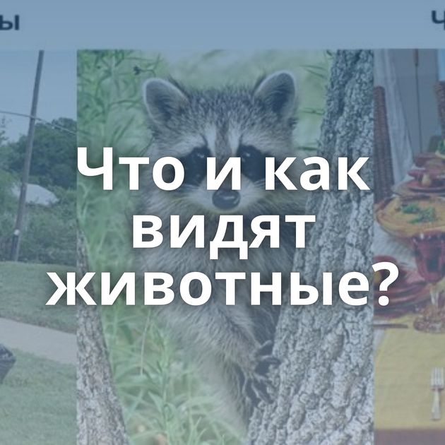 Что и как видят животные?