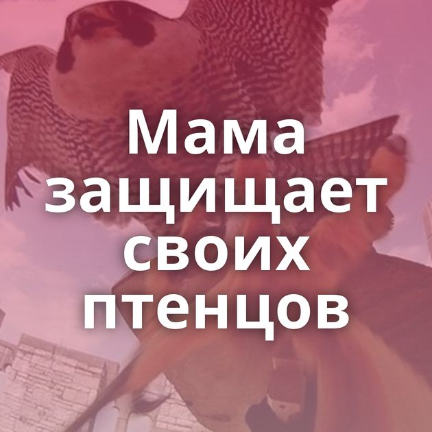 Мама защищает своих птенцов