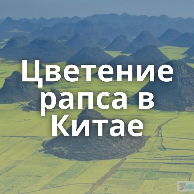 Цветение рапса в Китае