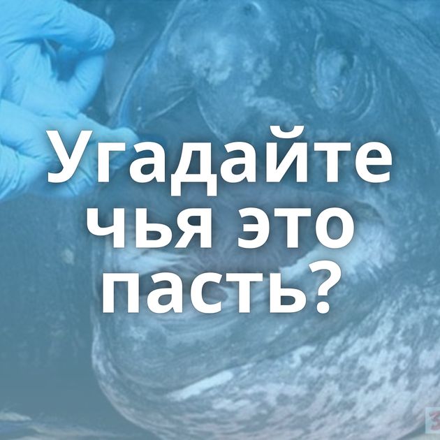 Угадайте чья это пасть?