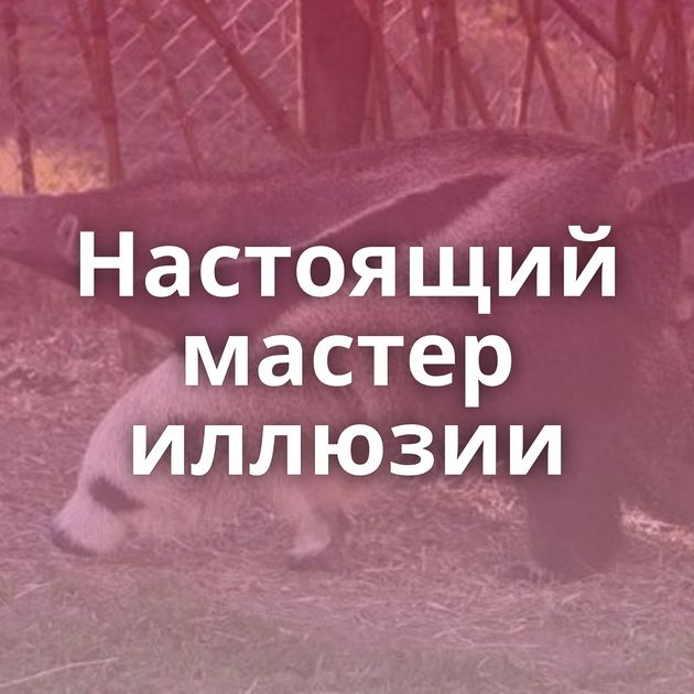 Настоящий мастер иллюзии