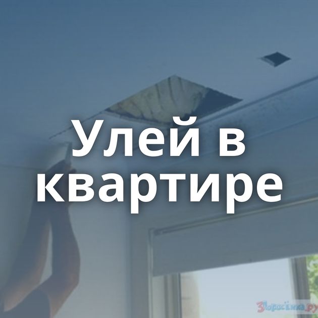 Улей в квартире