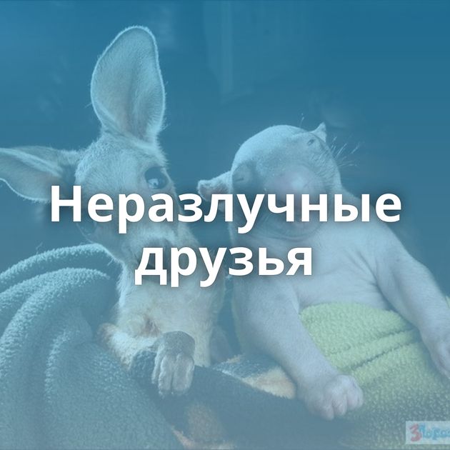 Неразлучные друзья