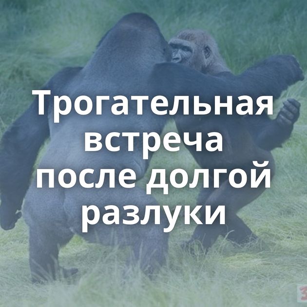 Трогательная встреча после долгой разлуки