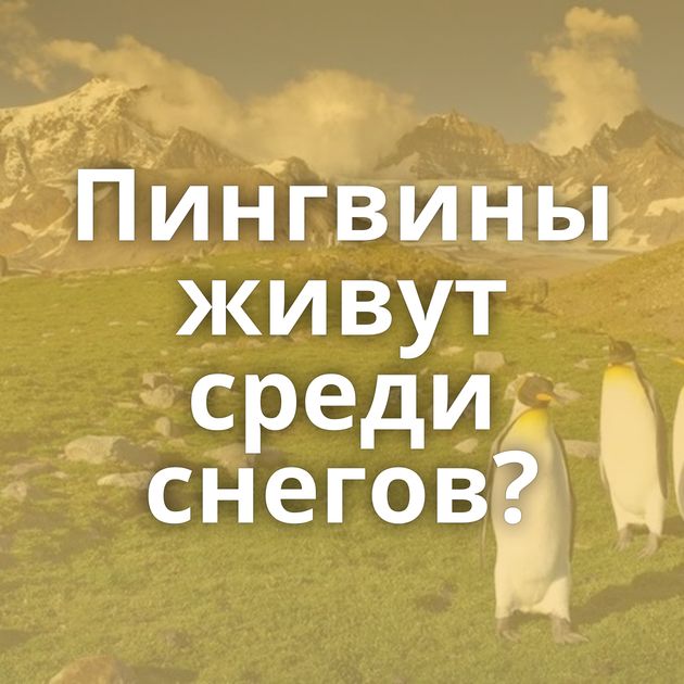 Пингвины живут среди снегов?