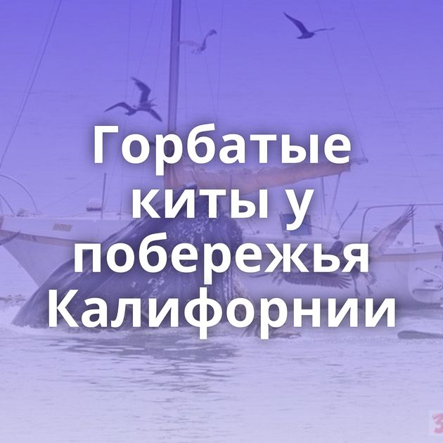 Горбатые киты у побережья Калифорнии