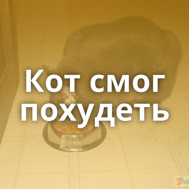 Кот смог похудеть