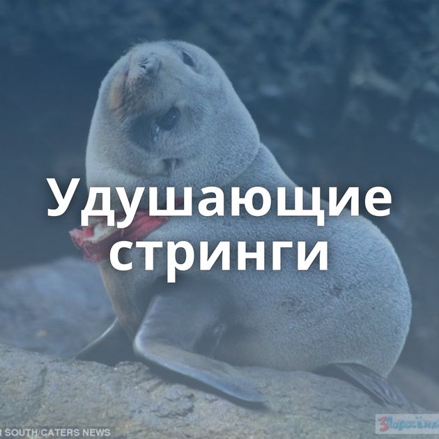 Удушающие стринги