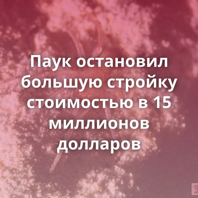 Паук остановил большую стройку стоимостью в 15 миллионов долларов