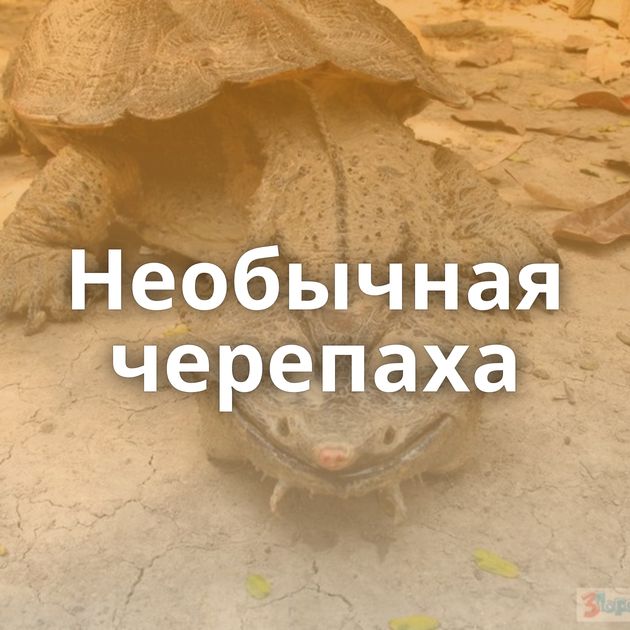 Необычная черепаха