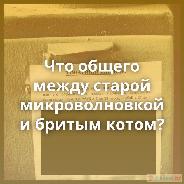 Что общего между старой микроволновкой и бритым котом?