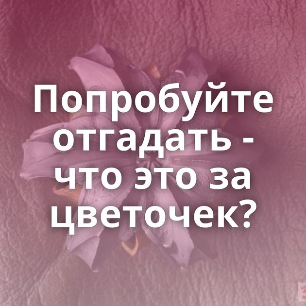 Попробуйте отгадать - что это за цветочек?