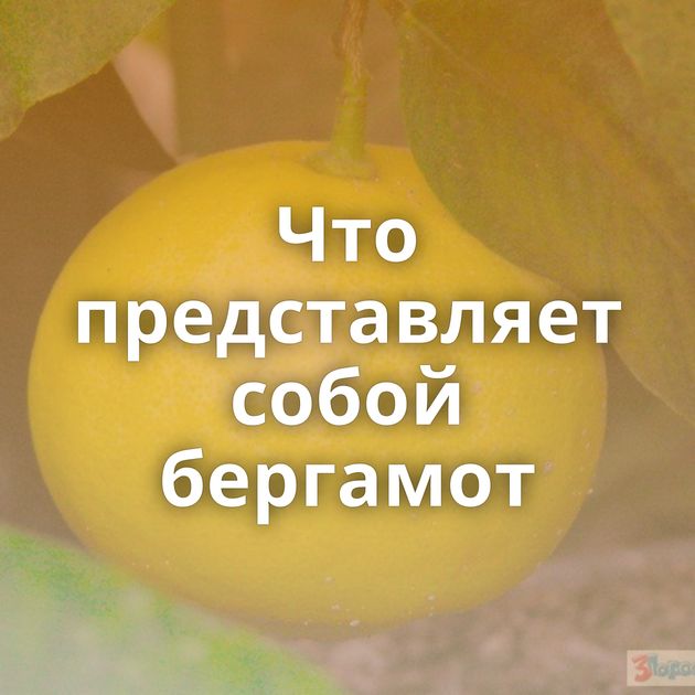 Что представляет собой бергамот