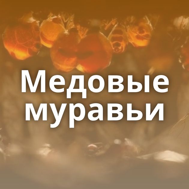 Медовые муравьи