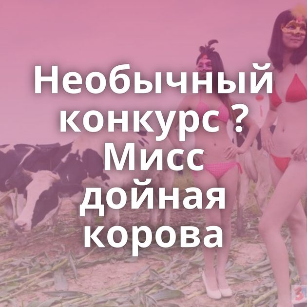 Необычный конкурс ? Мисс дойная корова