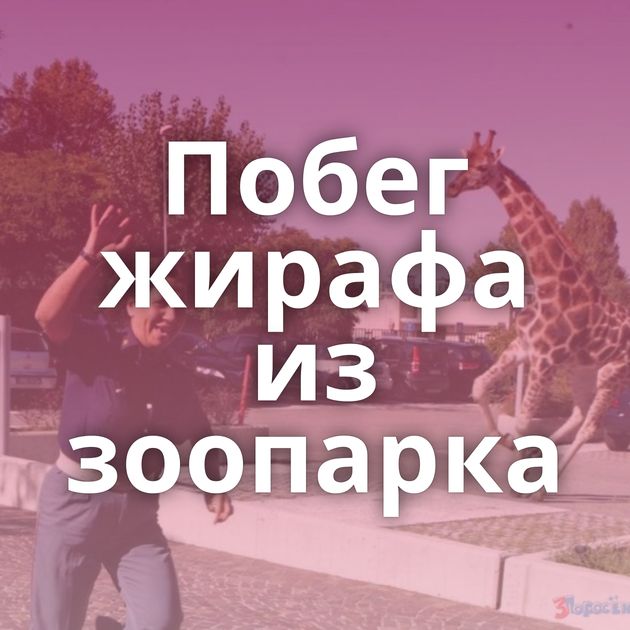 Побег жирафа из зоопарка