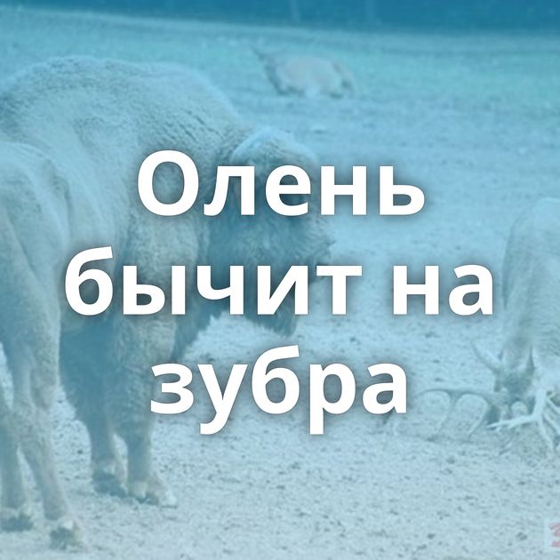 Олень бычит на зубра