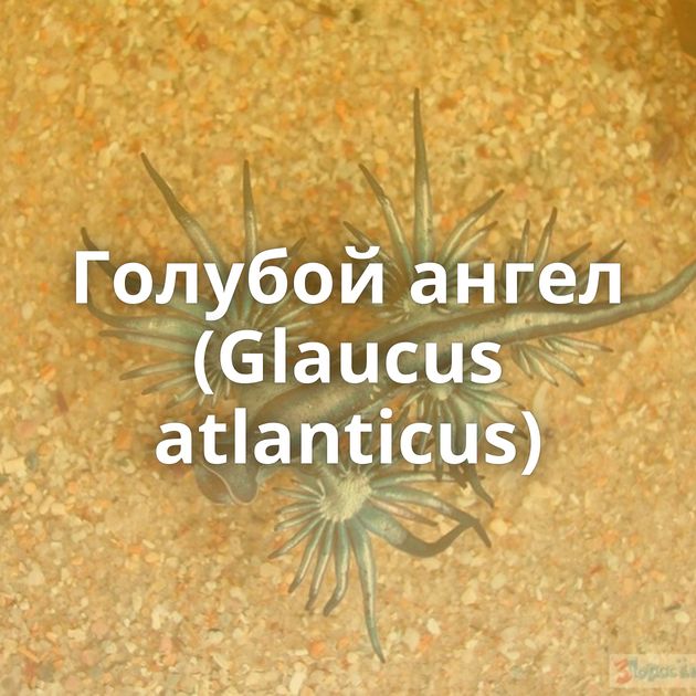 Голубой ангел (Glaucus atlanticus)
