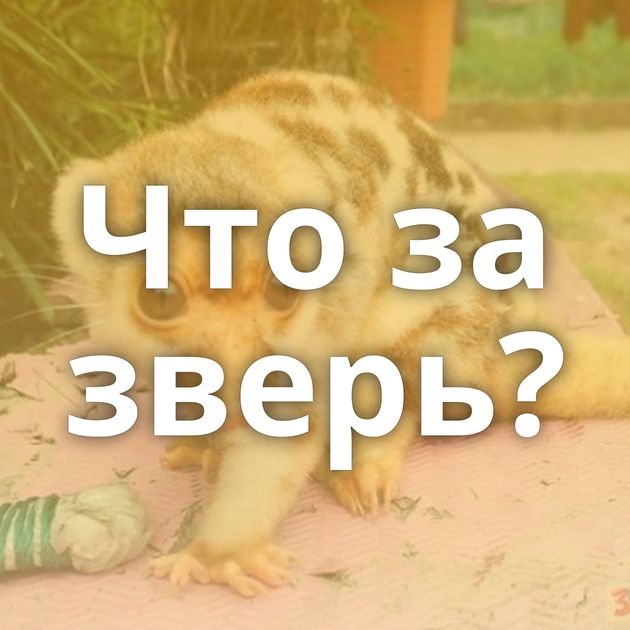 Что за зверь?