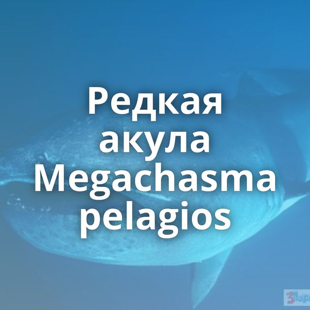 Редкая акула Megachasma pelagios