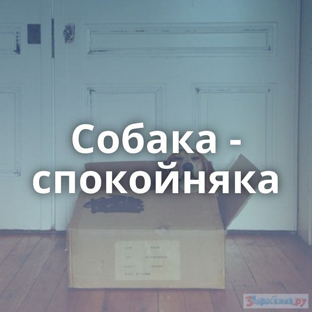 Собака - спокойняка