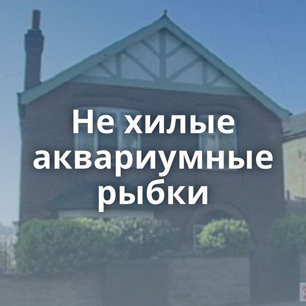 Не хилые аквариумные рыбки