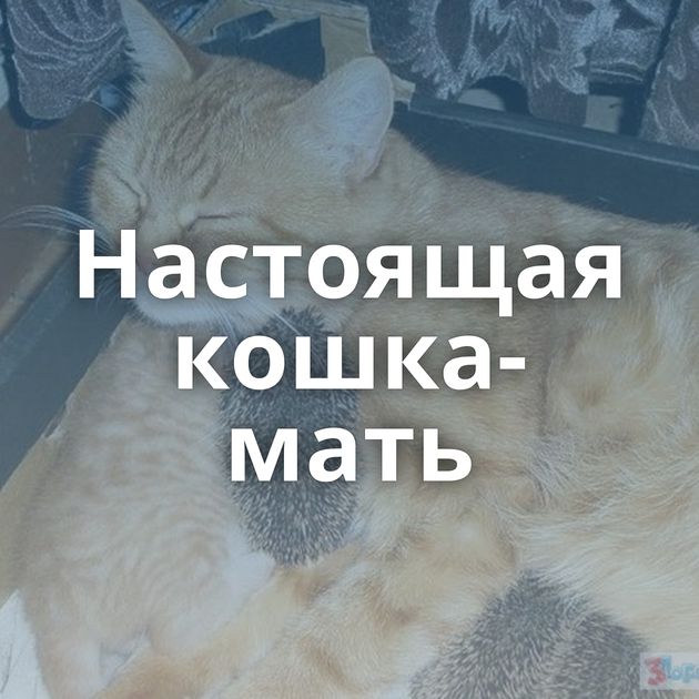 Настоящая кошка-мать