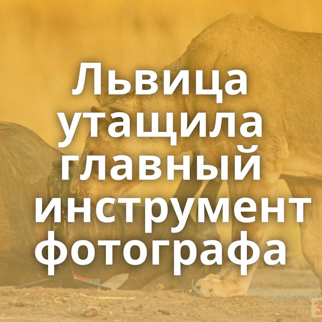 Львица утащила главный инструмент фотографа