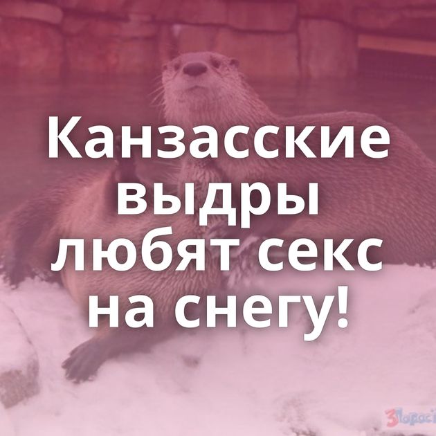 Канзасские выдры любят секс на снегу!