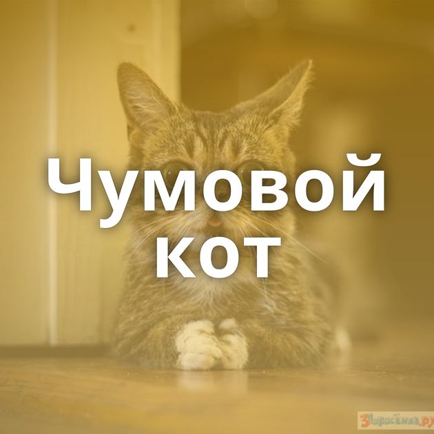 Чумовой кот