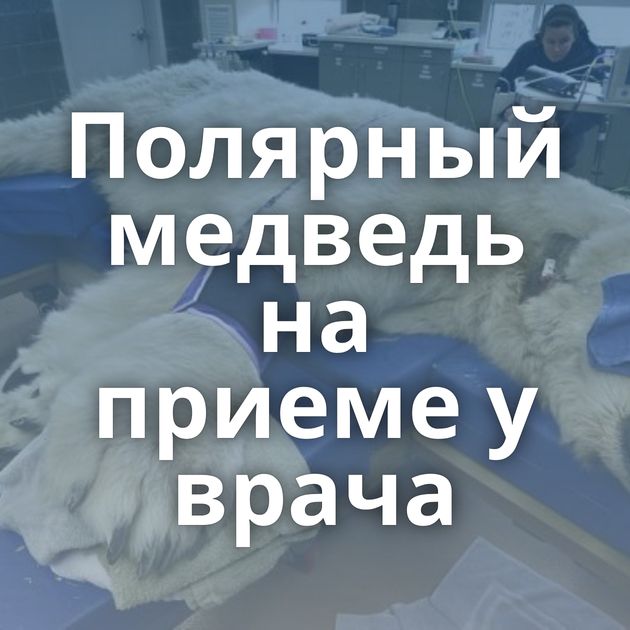 Полярный медведь на приеме у врача