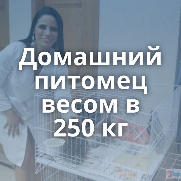 Домашний питомец весом в 250 кг