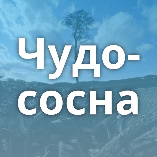 Чудо-сосна