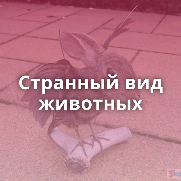 Странный вид животных