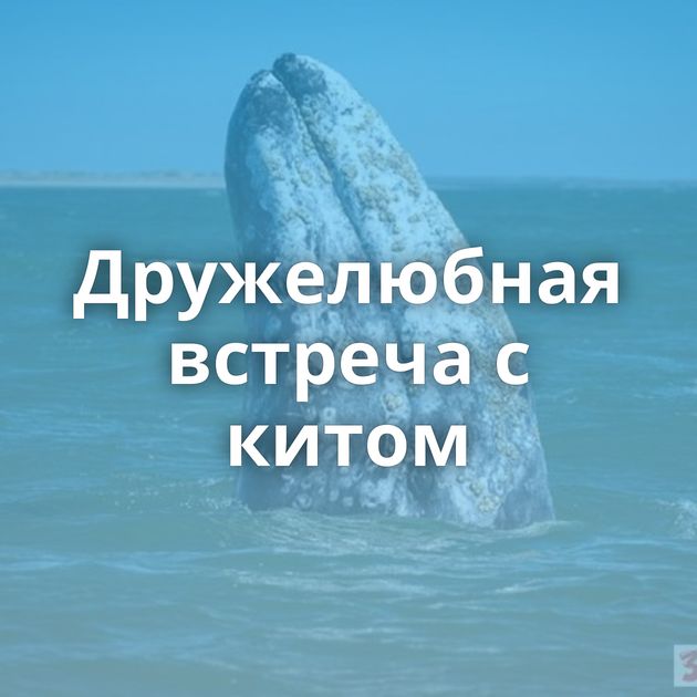 Дружелюбная встреча с китом