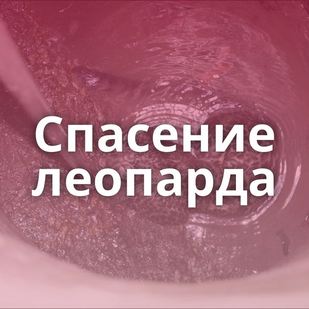 Спасение леопарда