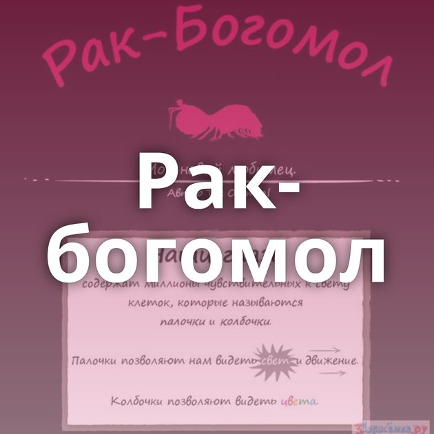 Рак-богомол