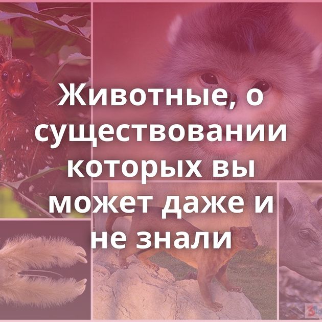 Животные, о существовании которых вы может даже и не знали