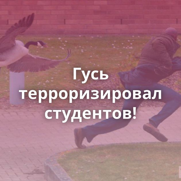 Гусь терроризировал студентов!