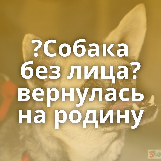 ?Собака без лица? вернулась на родину