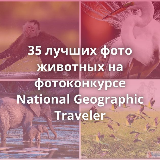 35 лучших фото животных на фотоконкурсе National Geographic Traveler