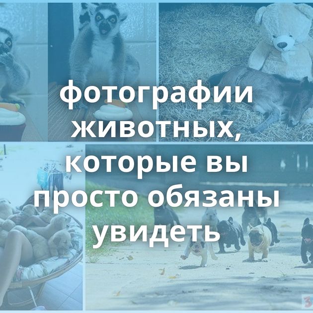 фотографии животных, которые вы просто обязаны увидеть