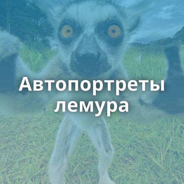 Автопортреты лемура