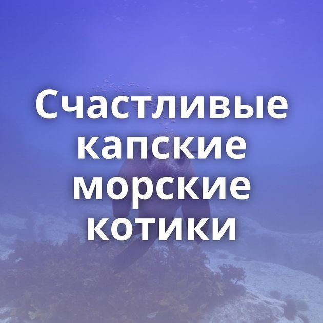 Счастливые капские морские котики