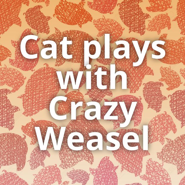 Cat plays with Crazy Weasel