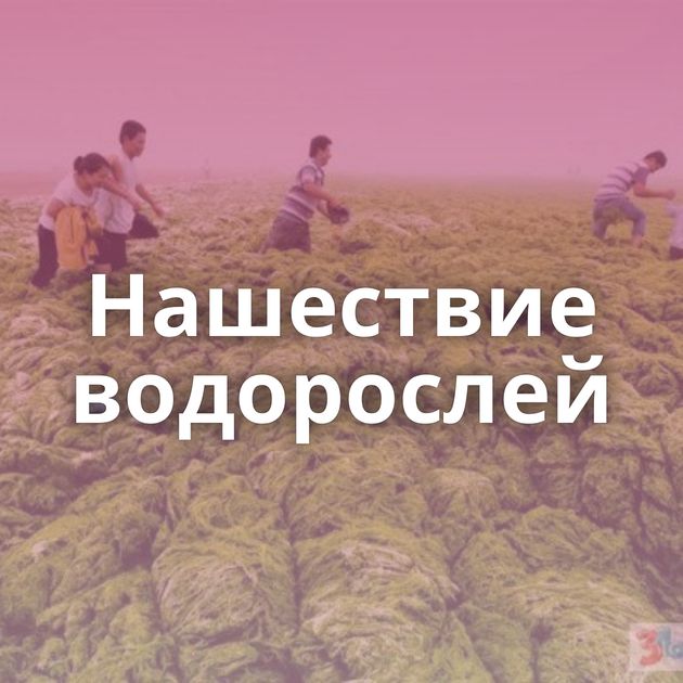 Нашествие водорослей