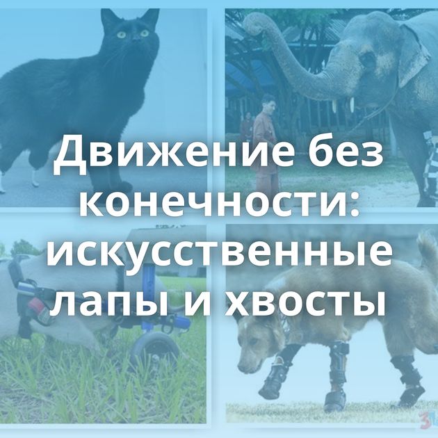 Движение без конечности: искусственные лапы и хвосты